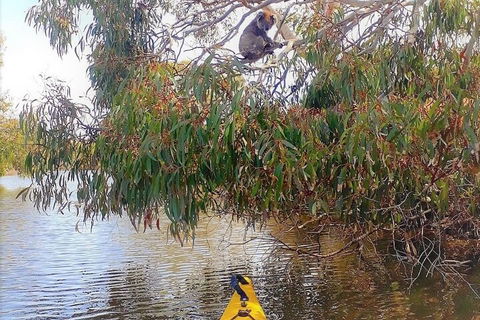 Kangaroo Island Self-Guided Kayaking On The Harriet River - Goulburn Accommodation 4