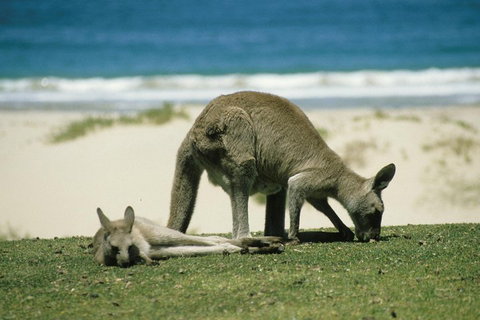 Great Ocean Road Highlights Tour - 2 Days, 1 Night - Goulburn Accommodation 2