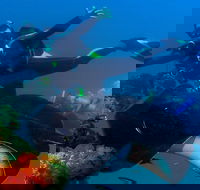 Scuba Dive the S.S. Yongala Wreck on the Great Barrier Reef. - Goulburn Accommodation